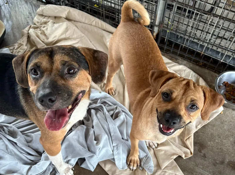 A young medium-sized male Yellow / Tan / Blond / Fawn Pug dog named Pugsy for adoption in Tunica, MS