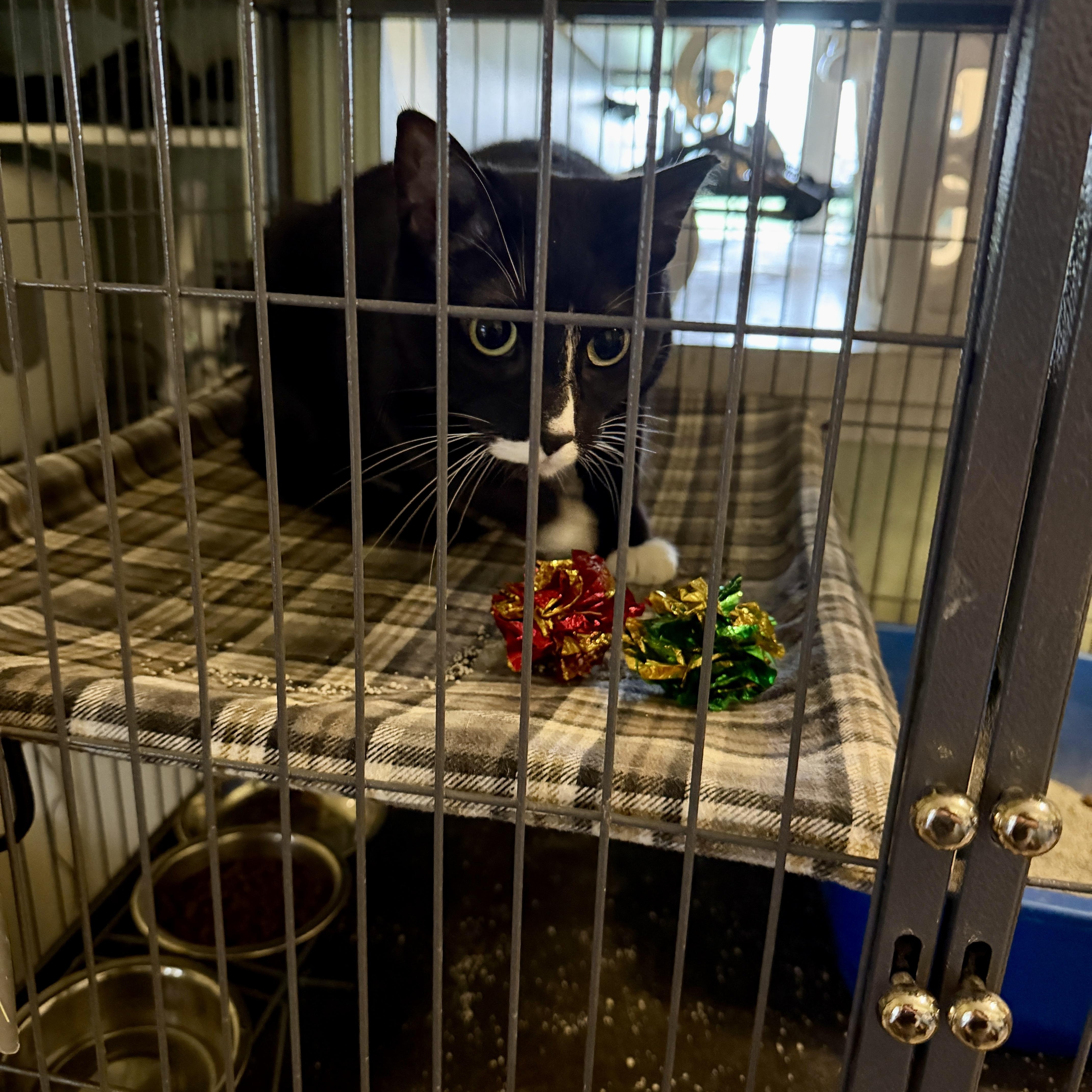 An adult medium-sized male Black & White / Tuxedo Domestic Short Hair cat named Monroe for adoption in Wayland, MI