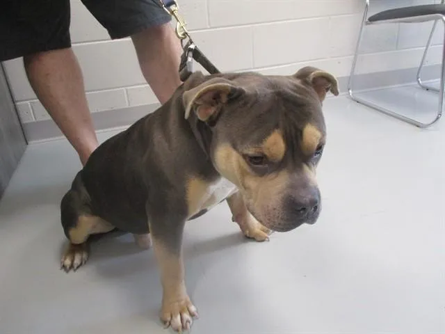A young medium-sized male American Bully dog named Big Guy for adoption in Ocala, FL