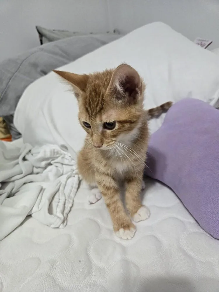 A baby small-sized male Orange & White Domestic Short Hair cat named Toulouze Tewkesbury for adoption in Chicago, IL
