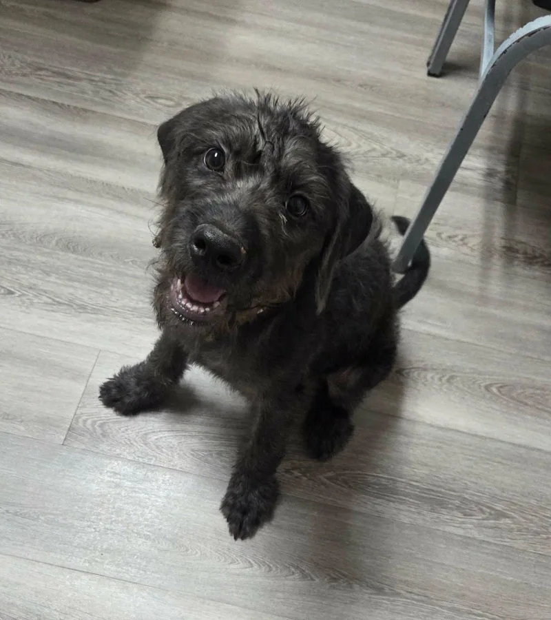 A baby large-sized female Standard Poodle dog named Sylvie DK in MS for adoption in Warwick, RI