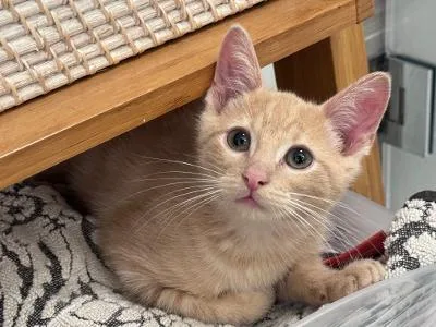 A baby medium-sized male Buff / Tan / Fawn Domestic Short Hair cat named Lucky for adoption in Mokena, IL