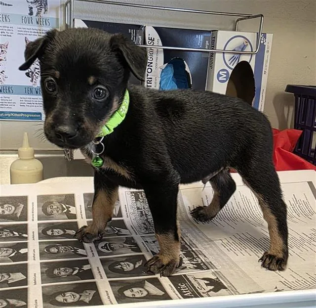 A baby small-sized male Labrador Retriever dog named Tristan for adoption in San Antonio, TX