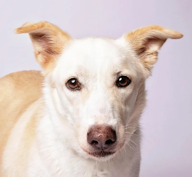 A senior medium-sized female Apricot / Beige Saluki dog named Keri for adoption in Nashville, TN