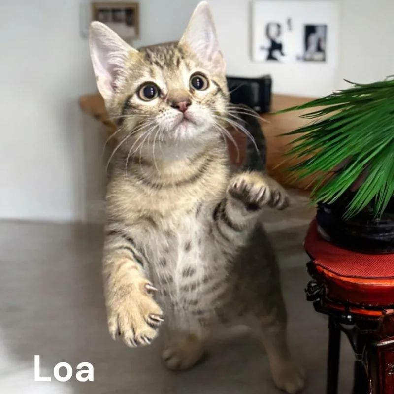 A young medium-sized female Domestic Short Hair cat named Loa for adoption in Sorrento, LA