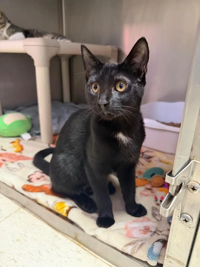A baby medium-sized female Domestic Short Hair cat named Felicia for adoption in Pomona, NY