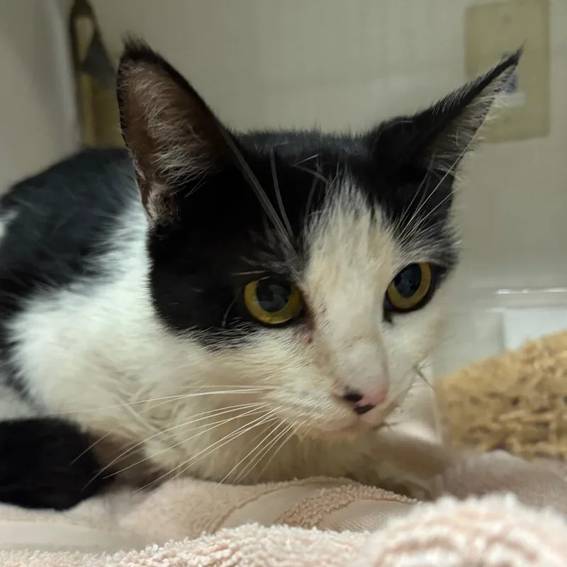 An adult medium-sized female Black Domestic Short Hair cat named Kimono for adoption in Kanab, UT