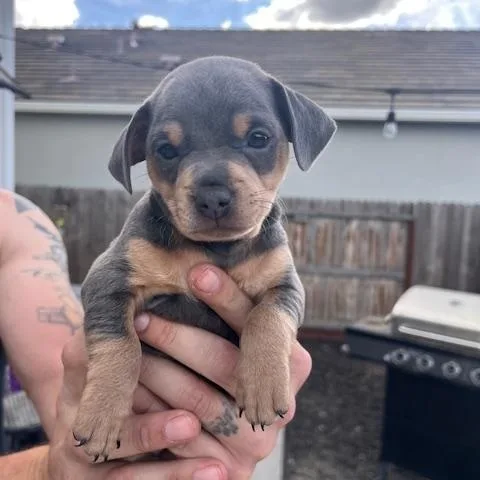 A baby small-sized male Chihuahua dog named Sebastian for adoption in Lodi, CA