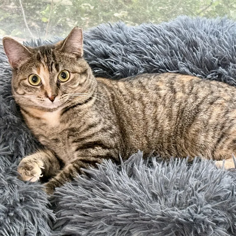 A young large-sized female Domestic Short Hair cat named Mimi aka "Hoot" for adoption in Fort Worth, TX