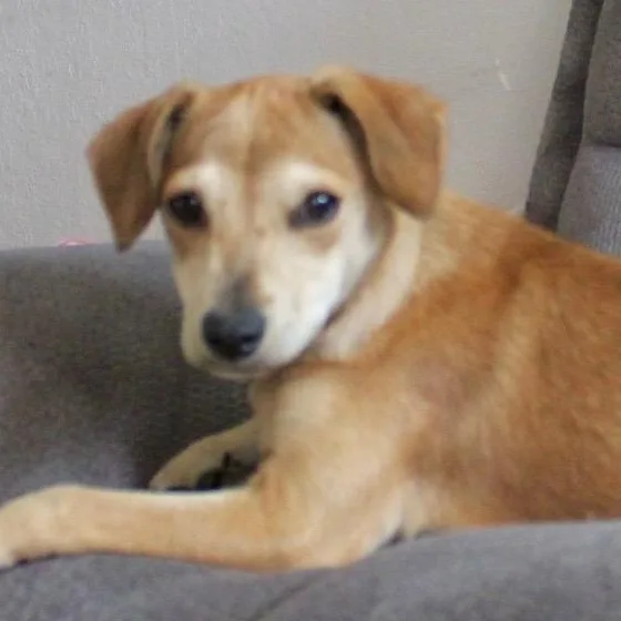 A baby small-sized female Apricot / Beige Beagle dog named Ms. Bun Bun for adoption in Ridgefield, WA