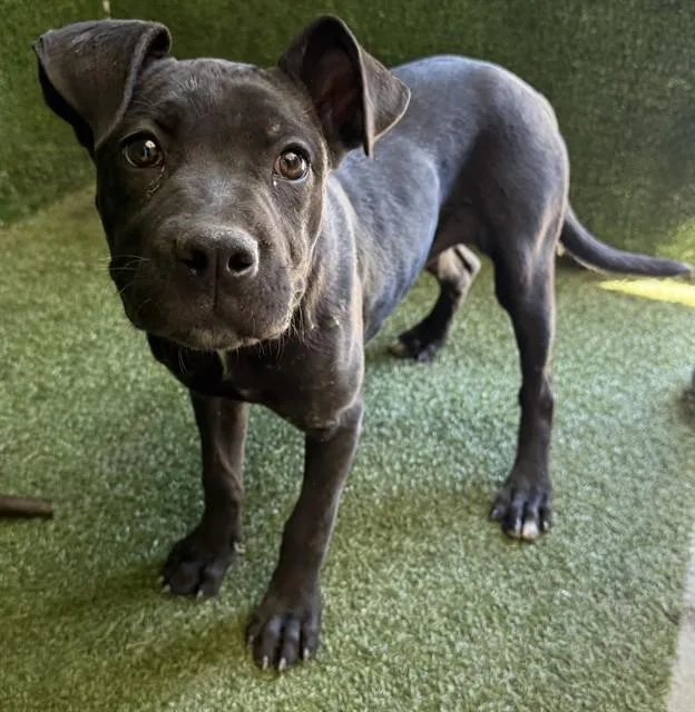 A baby small-sized female Pit Bull Terrier dog named Tanya for adoption in Lancaster, CA