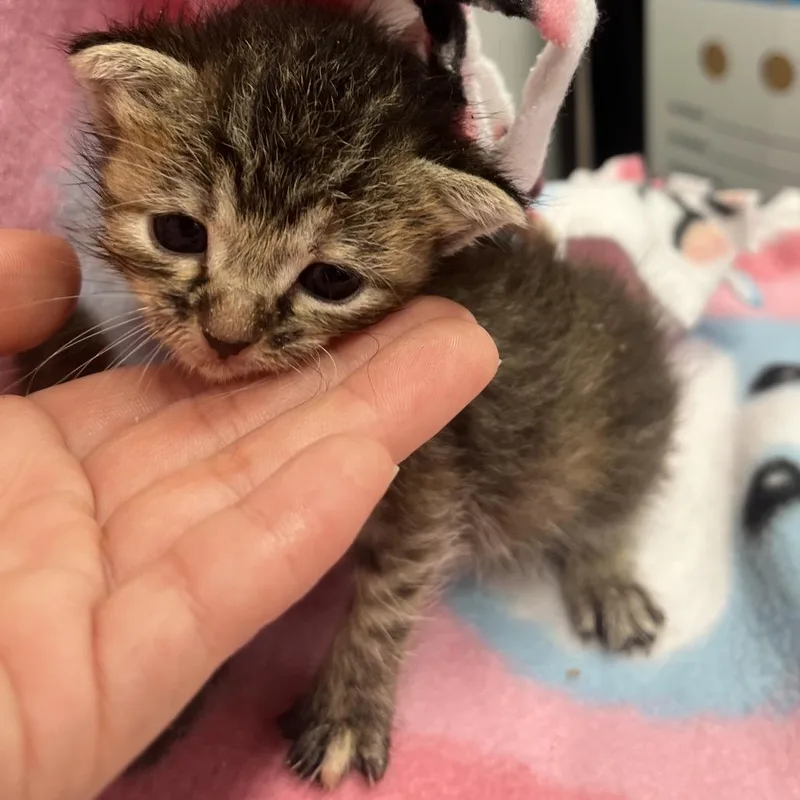 A baby small-sized female Brown / Chocolate Domestic Short Hair cat named Audrey for adoption in Tampa, FL