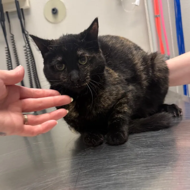 A young medium-sized female Torbie Domestic Short Hair cat named Peppie for adoption in Great Falls, MT