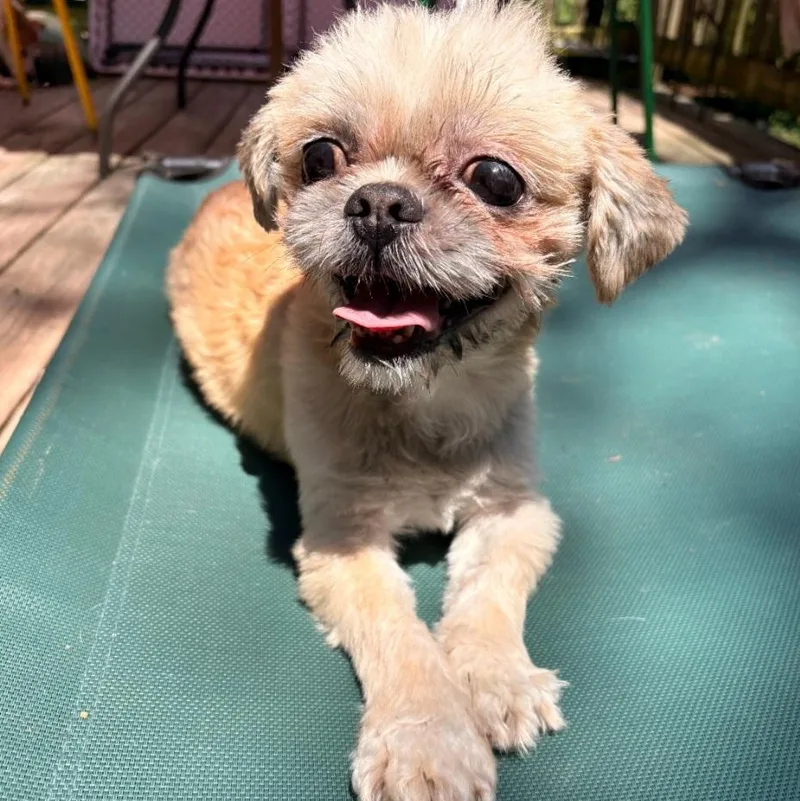A young small-sized male Apricot / Beige Shih Tzu dog named Jack for adoption in Staten Island, NY