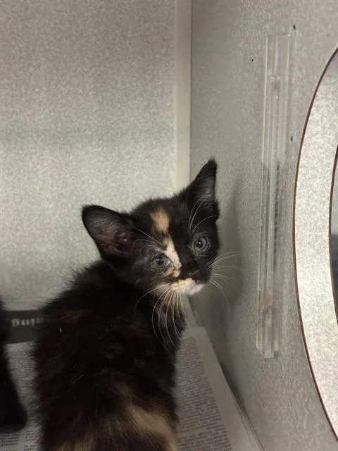 A baby large-sized female Domestic Short Hair cat named Lil Tiger Dude for adoption in Dallas, TX