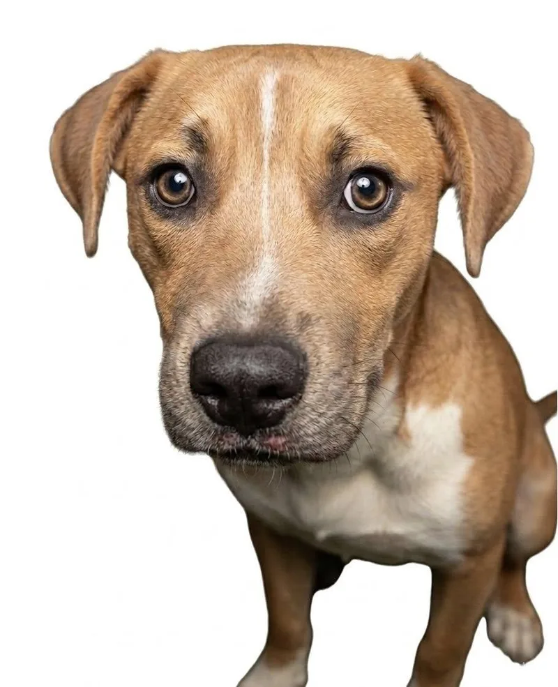 A young medium-sized male Brown / Chocolate Mixed Breed dog named Diesel for adoption in Ossining, NY