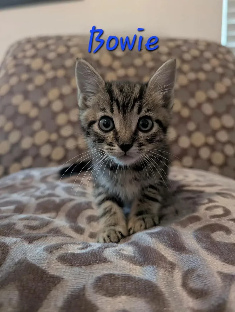 A baby medium-sized male Domestic Short Hair cat named Bowie for adoption in Anna, TX