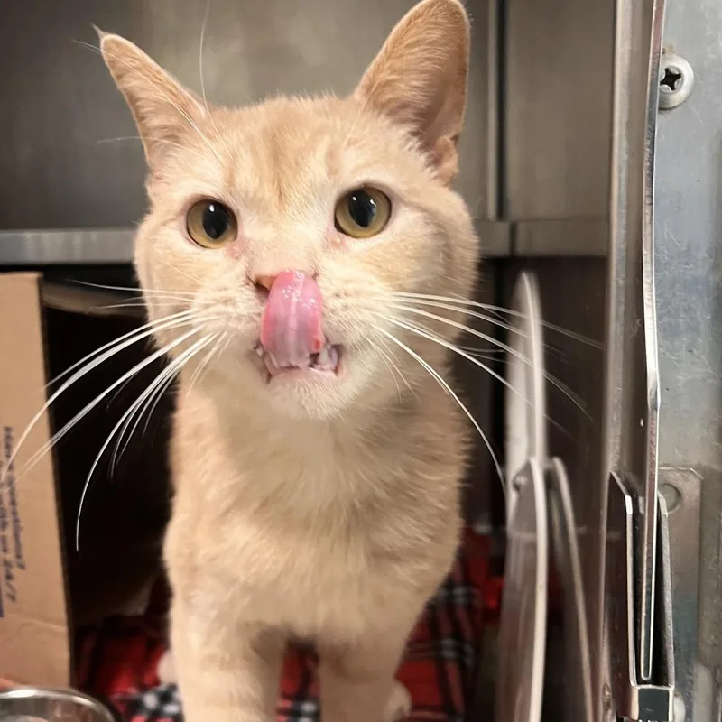 A senior medium-sized male Orange / Red Domestic Short Hair cat named Maverick for adoption in Charleston, WV