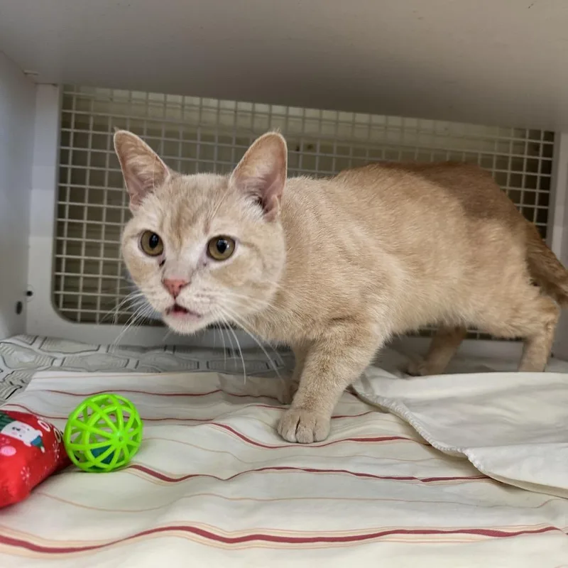 Maverick thumbnail 3