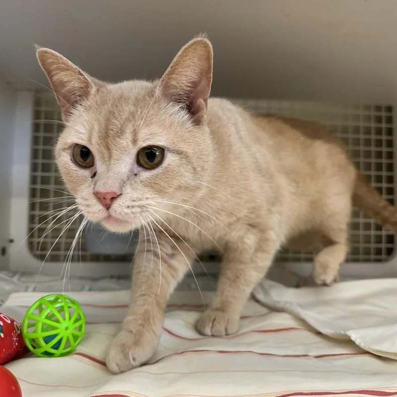 Maverick thumbnail 4