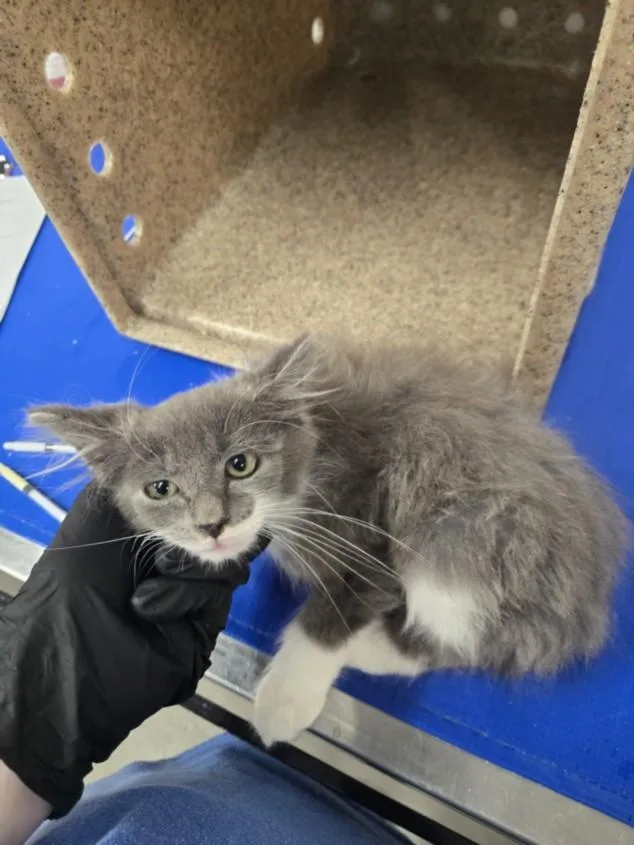 A baby small-sized male Domestic Long Hair cat named Cottonball for adoption in Hagerstown, MD