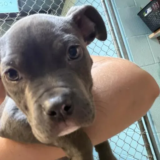 A baby small-sized male Gray / Blue / Silver Pit Bull Terrier dog named Silver Dollar for adoption in Austin, TX