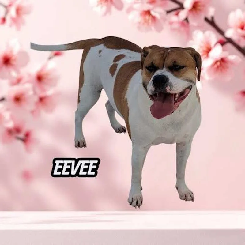 Eevee