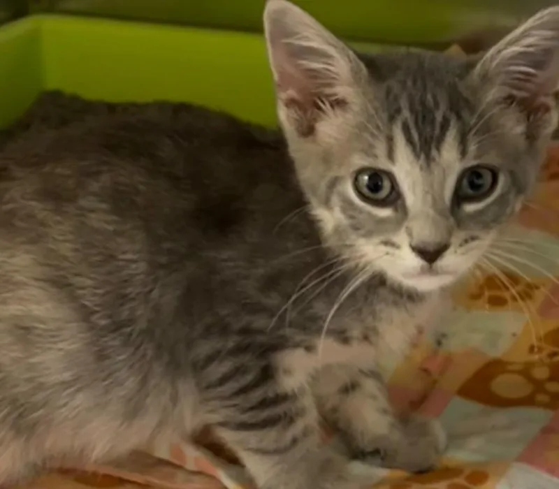 A baby small-sized male Domestic Short Hair cat named Dobbie for adoption in Elizabethton, TN