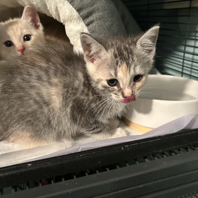 A baby small-sized female Calico Domestic Short Hair cat named Layla for adoption in Ferndale, MI