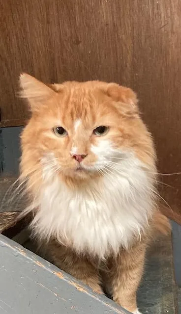 A young medium-sized male Orange / Red Domestic Long Hair cat named Sherman for adoption in Macedonia, OH