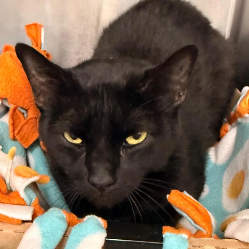 Flounder thumbnail 2