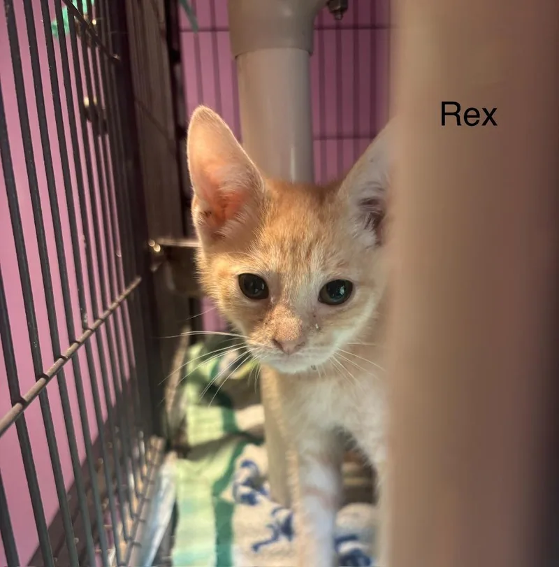 A baby small-sized male Domestic Short Hair cat named Rex for adoption in Cambridge, MD