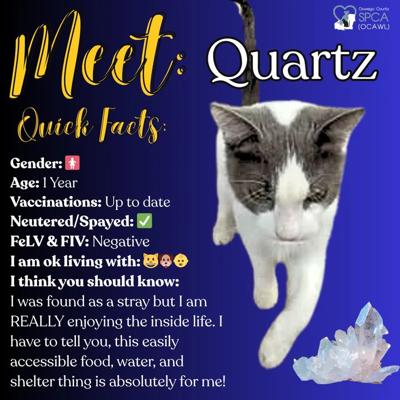An adult medium-sized female Domestic Short Hair cat named Quartz for adoption in Fulton, NY