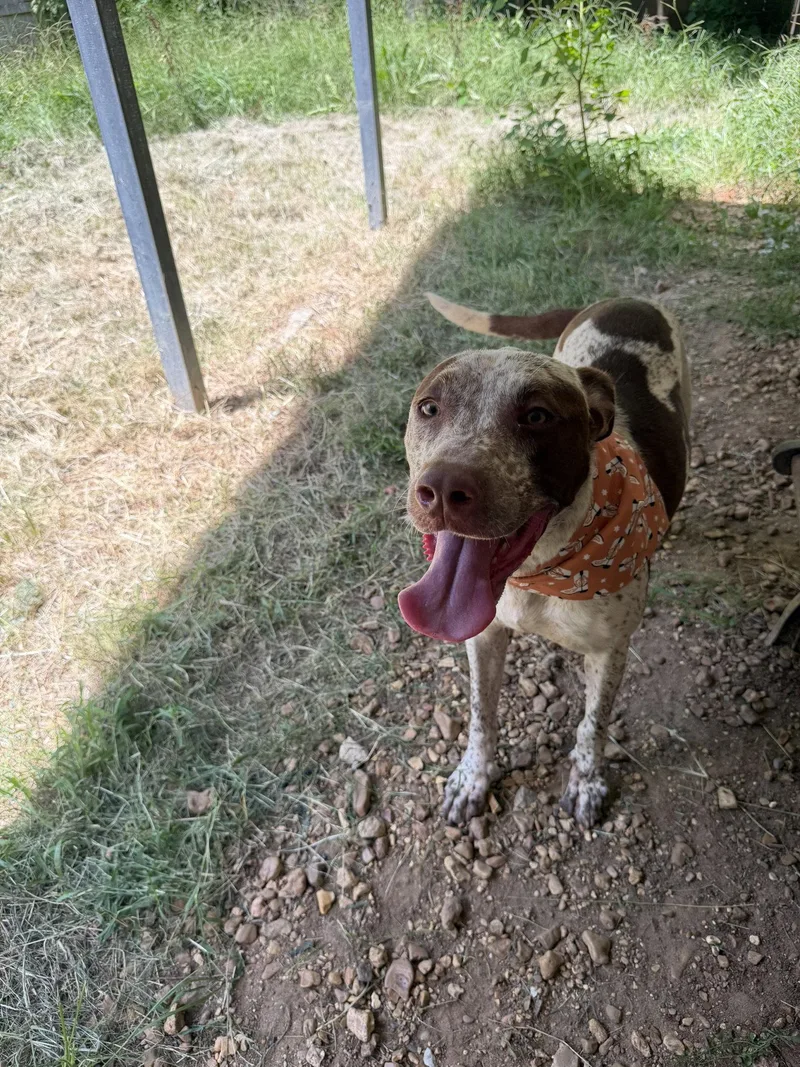 A young large-sized male Australian Cattle Dog / Blue Heeler dog named Warren for adoption in Jackson, MS