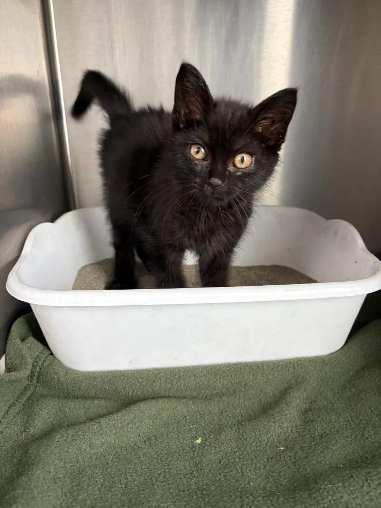 A baby medium-sized male Domestic Short Hair cat named Peyton for adoption in Portland, IN