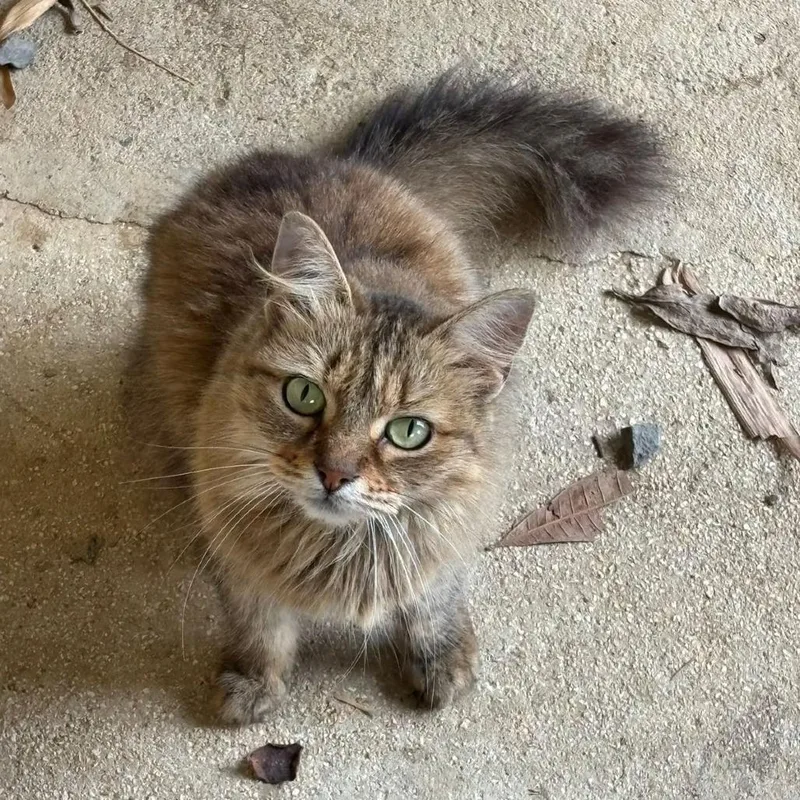 Nina