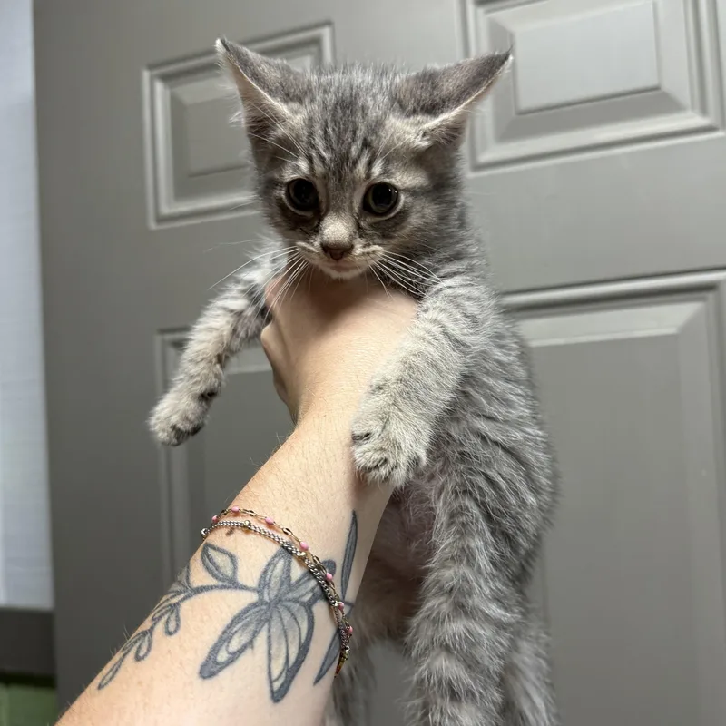 A young medium-sized male Tabby (Gray / Blue / Silver) Domestic Short Hair cat named Colada for adoption in Leitchfield, KY
