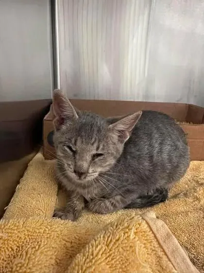 A baby medium-sized male Domestic Short Hair cat named Puzzle for adoption in Aberdeen, SD