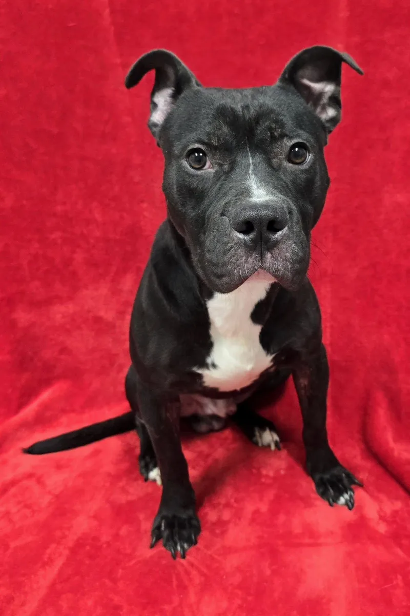 An adult medium-sized male Mixed Breed dog named Buzz for adoption in Frankfort, IN