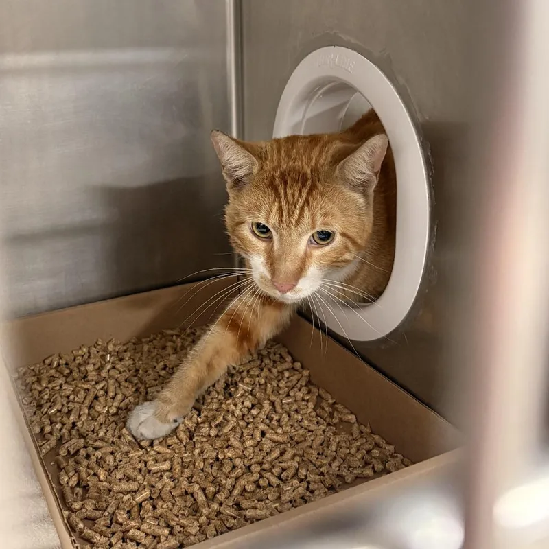 An adult large-sized male Orange / Red Domestic Short Hair cat named Chester for adoption in Newark, NJ