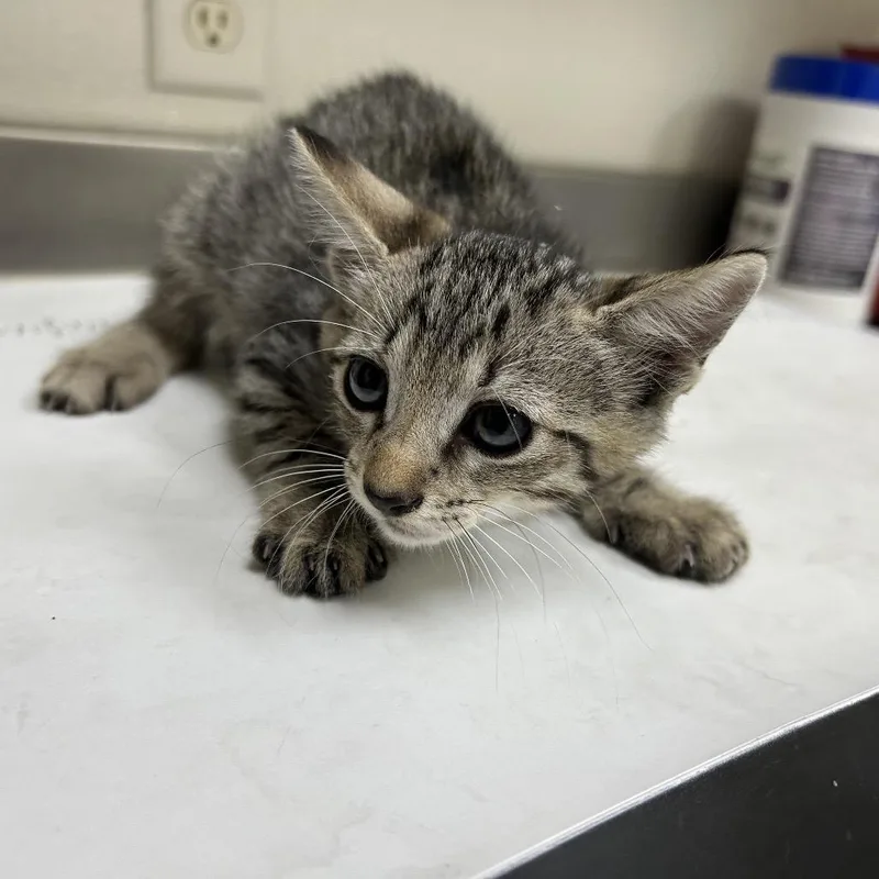 A baby small-sized male Brown / Chocolate Domestic Short Hair cat named Garfunkel for adoption in Galveston, TX
