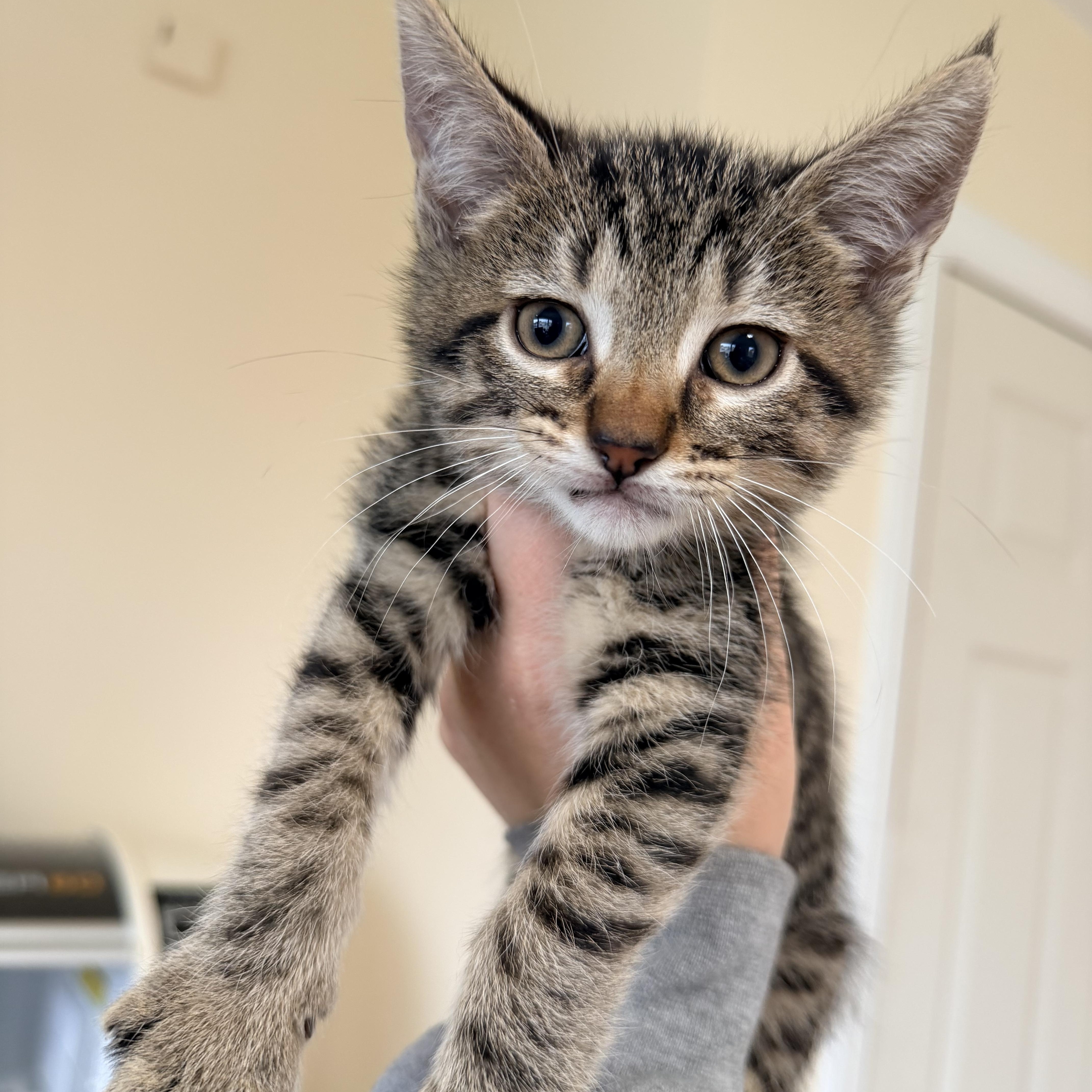 A baby small-sized female Tabby (Gray / Blue / Silver) Domestic Short Hair cat named Princess  Boots And for adoption in Bellmawr, NJ