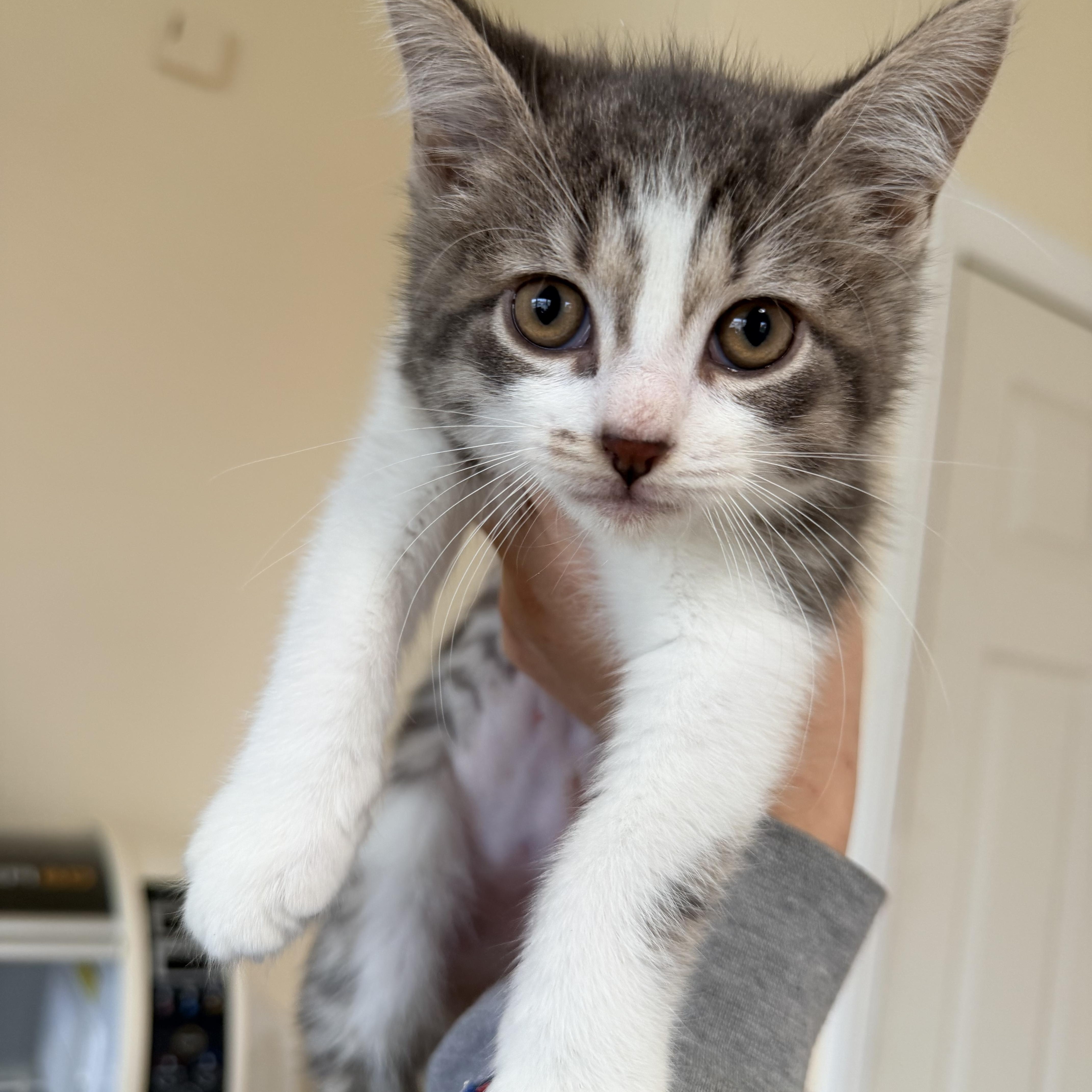 Princess  Boots And thumbnail 3