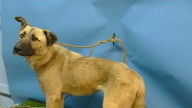 A young medium-sized male German Shepherd Dog dog named Andre for adoption in Gardena, CA