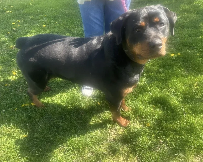 An adult large-sized female Black Rottweiler dog named Remington for adoption in Homer Glen, IL