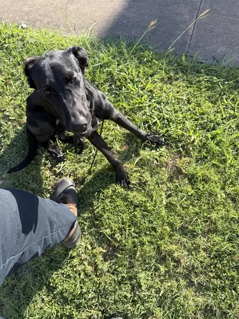 A young large-sized female Mixed Breed dog named Ramsey for adoption in Dallas, TX
