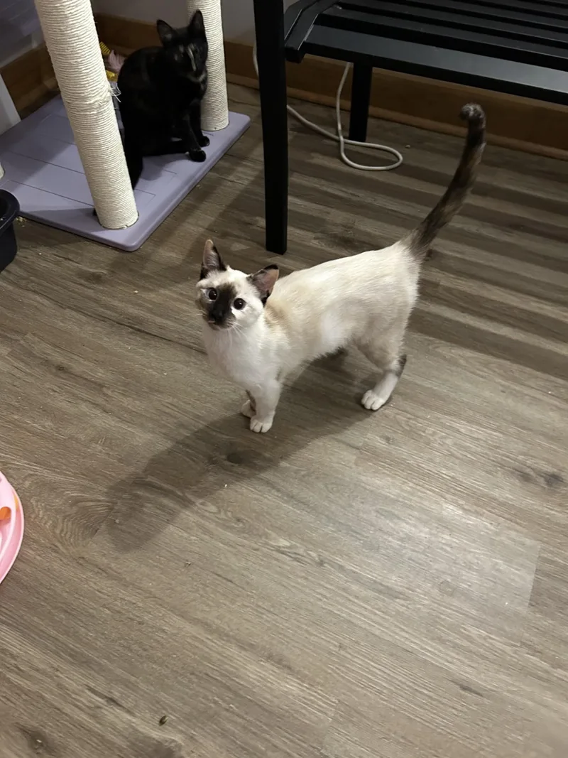 A young medium-sized female Siamese cat named Muffin for adoption in Ponchatoula, LA