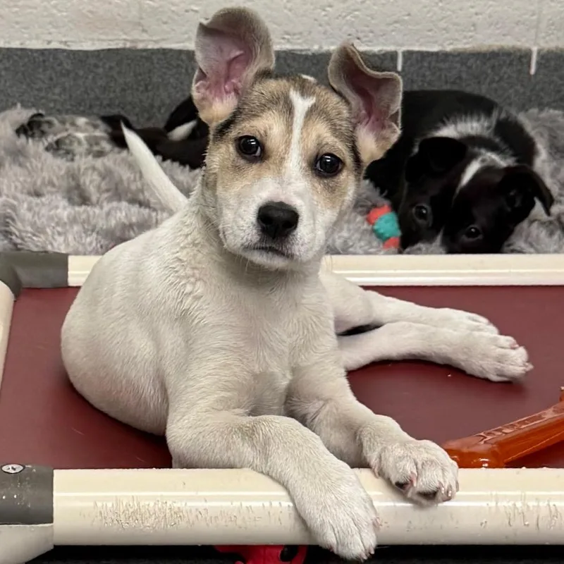 A baby medium-sized male White / Cream Cattle Dog dog named Bradshaw for adoption in Pittsburgh, PA
