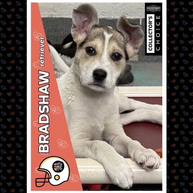 Bradshaw thumbnail 3