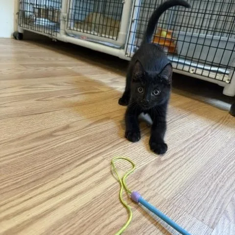 A baby medium-sized male Black Domestic Short Hair cat named Flint for adoption in Millerstown, PA
